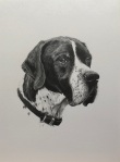 pencil drawing dog portrait